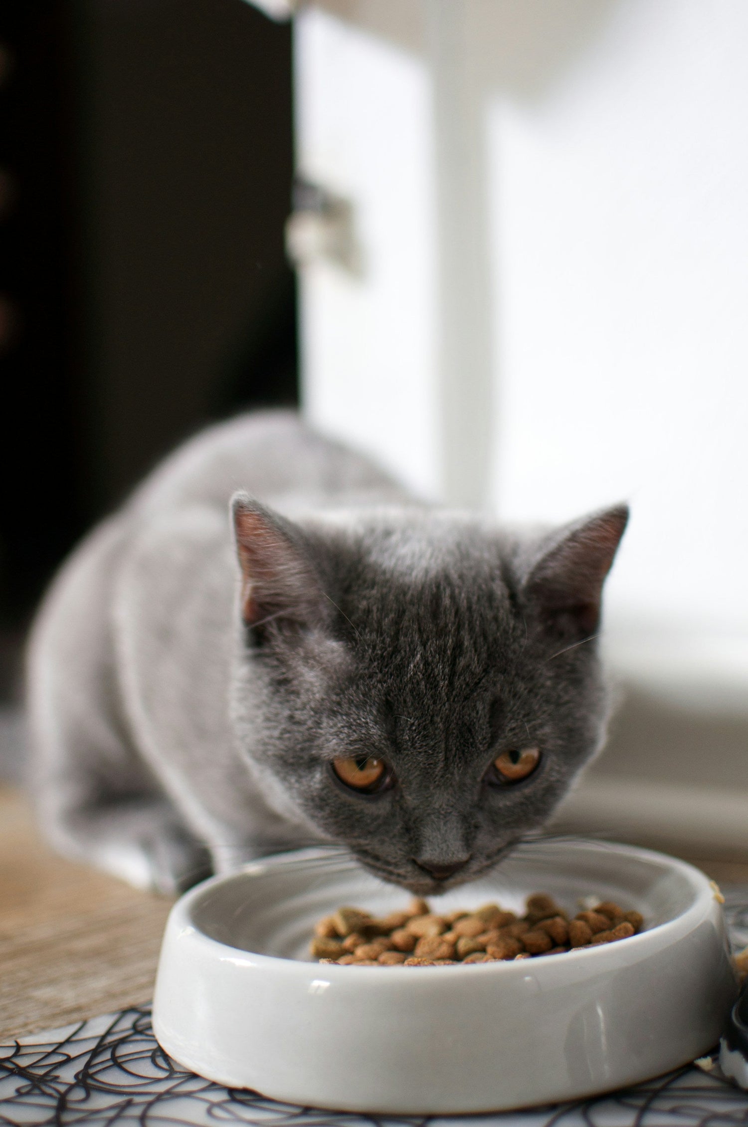 Bowls & Feeders