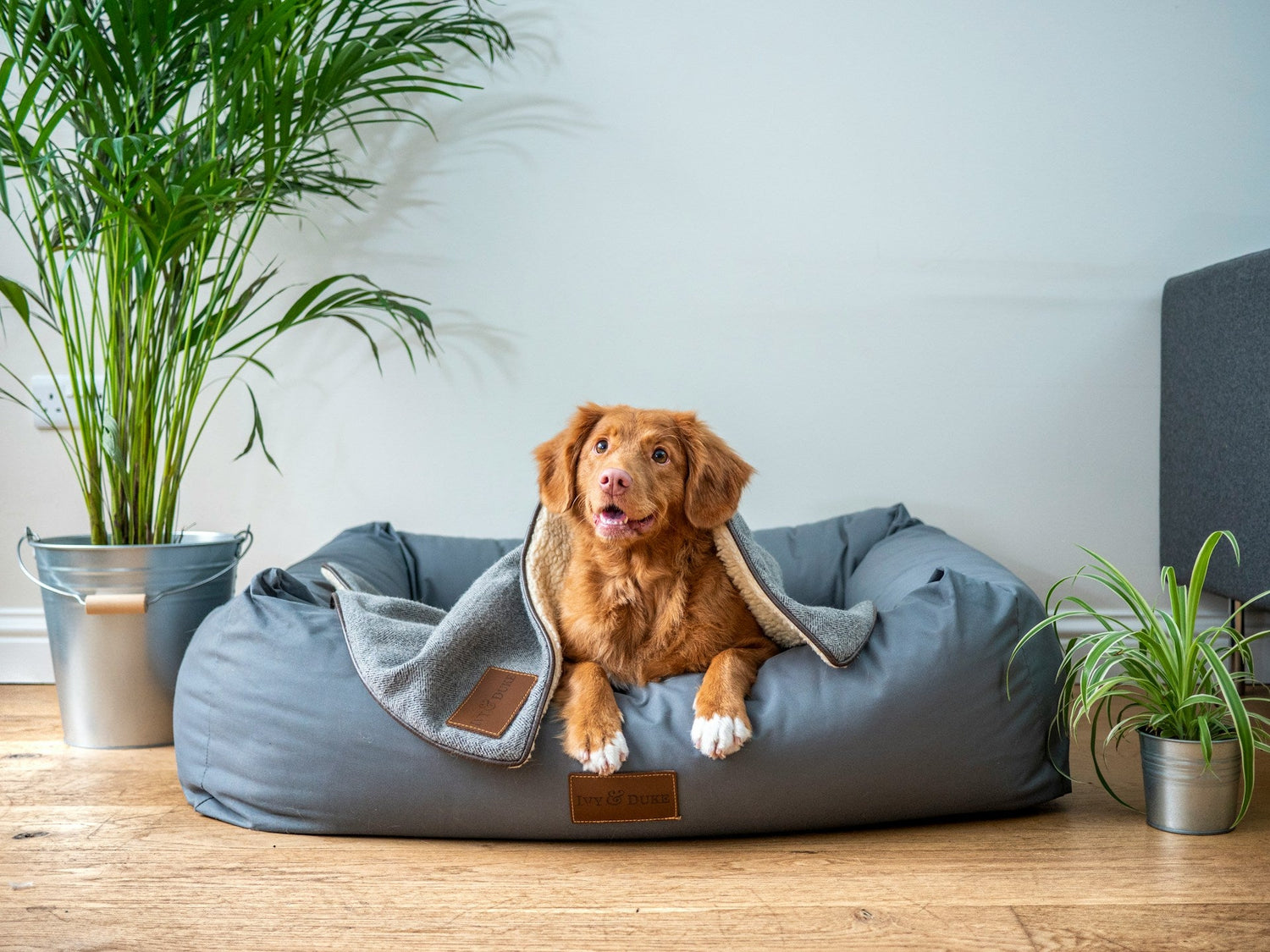 Beds & Blankets