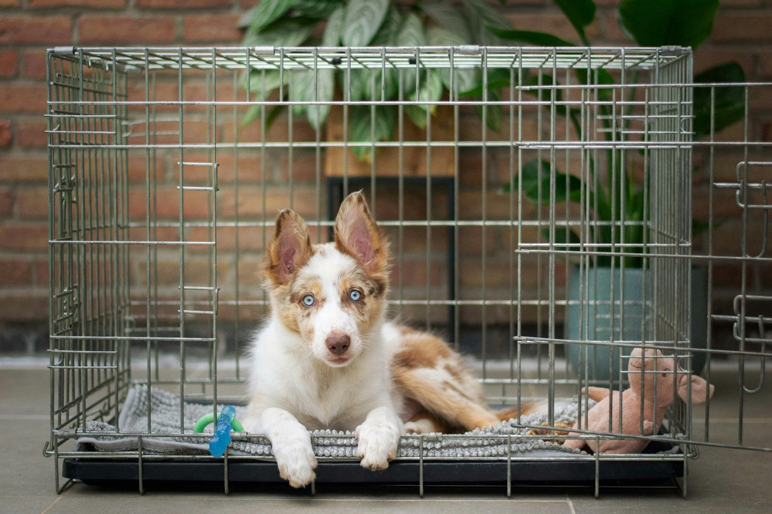Crates & Playpens