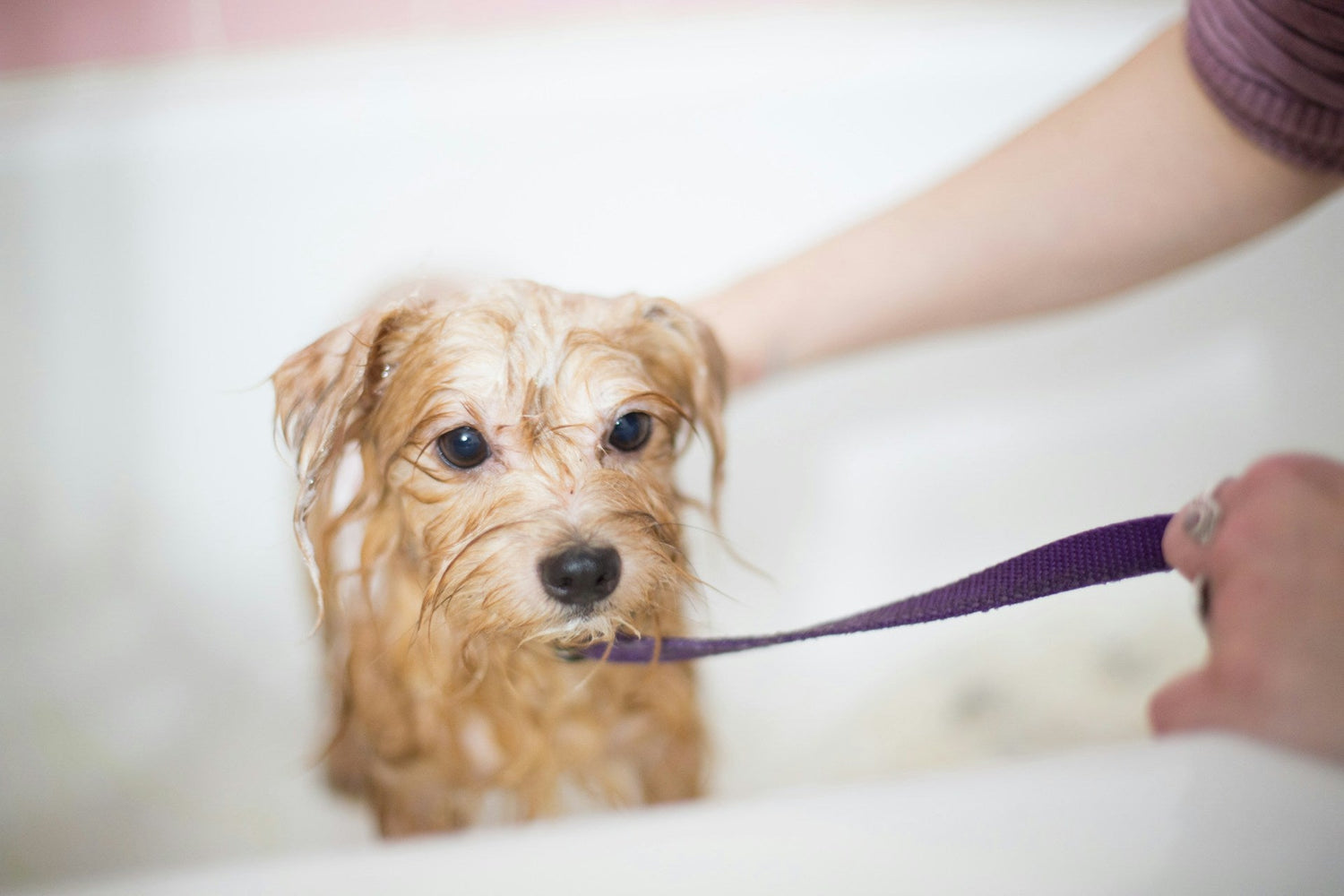 Grooming Supplies