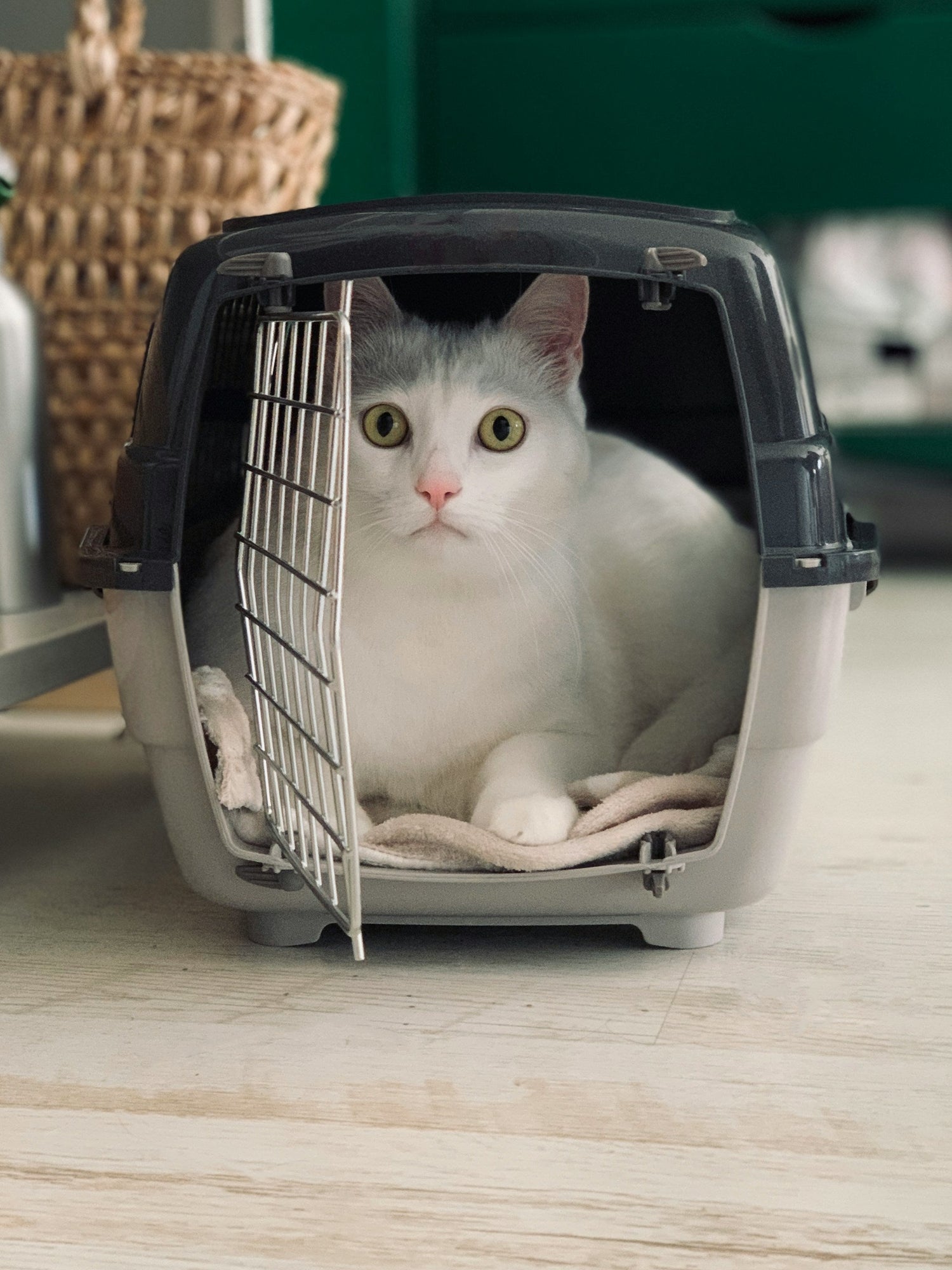 Pet Carriers & Travel