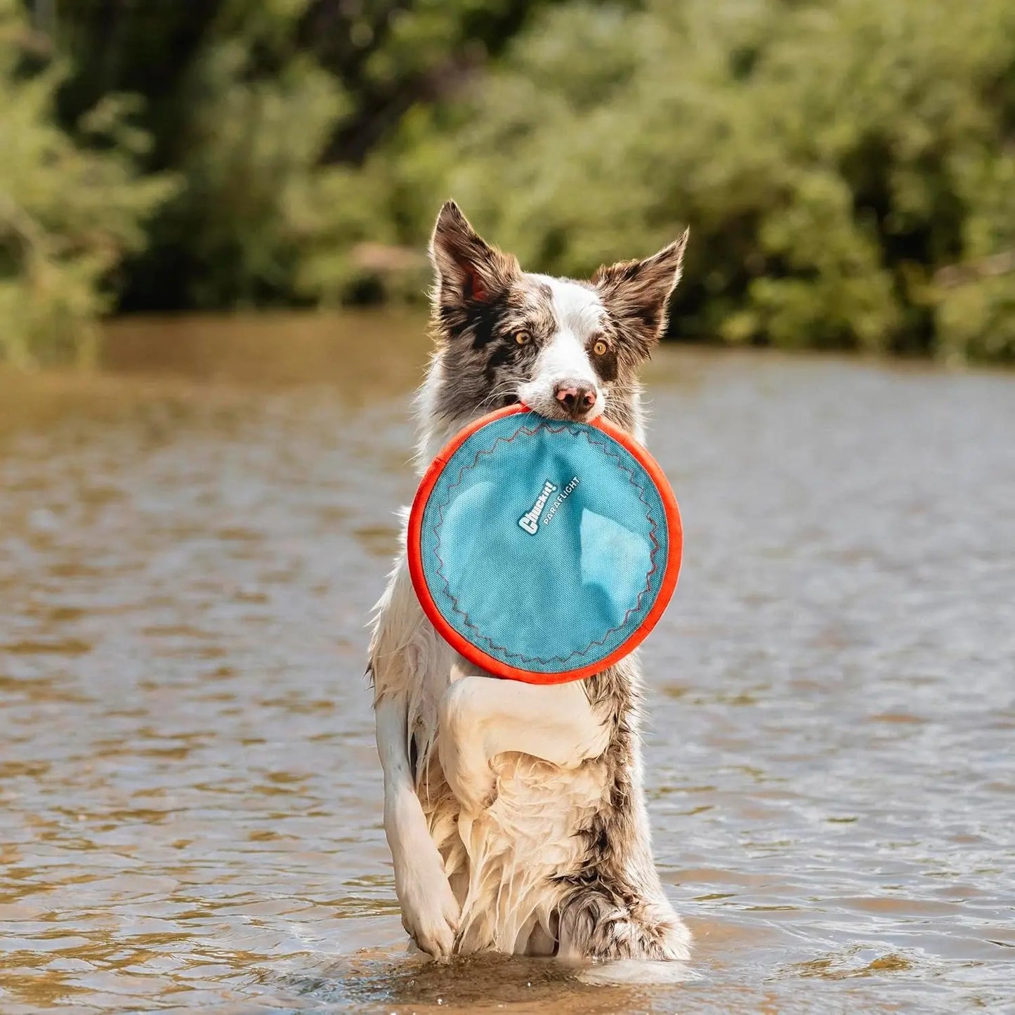 Durable Floating Dog Disc Toy for Medium Large Dogs, Soft Rubber Edges, 9.75 Inch Size